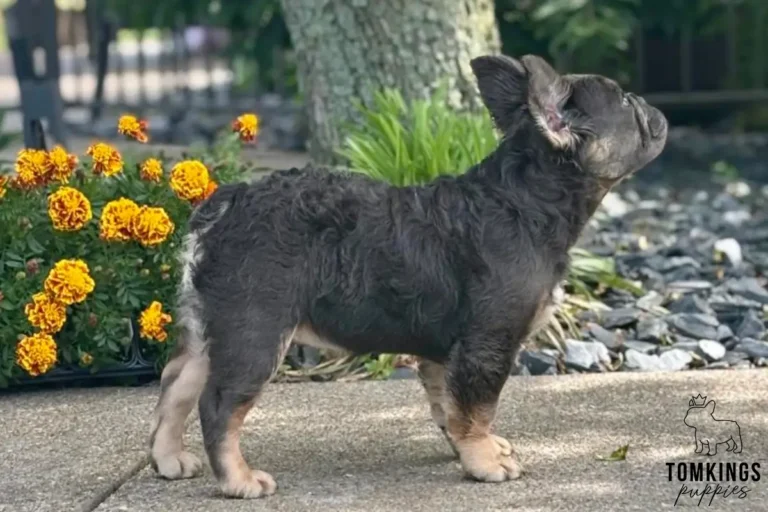 Holly, a blue and tan fluffy French Bulldog girl, standing in profile outdoors beside orange flowers and garden stones.