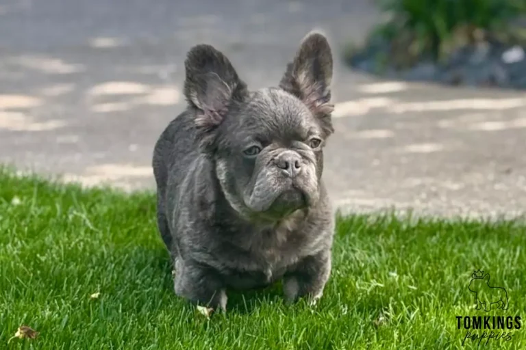 Marigold, a blue fluffy French Bulldog girl, standing on bright green grass outdoors with a soft garden background.
