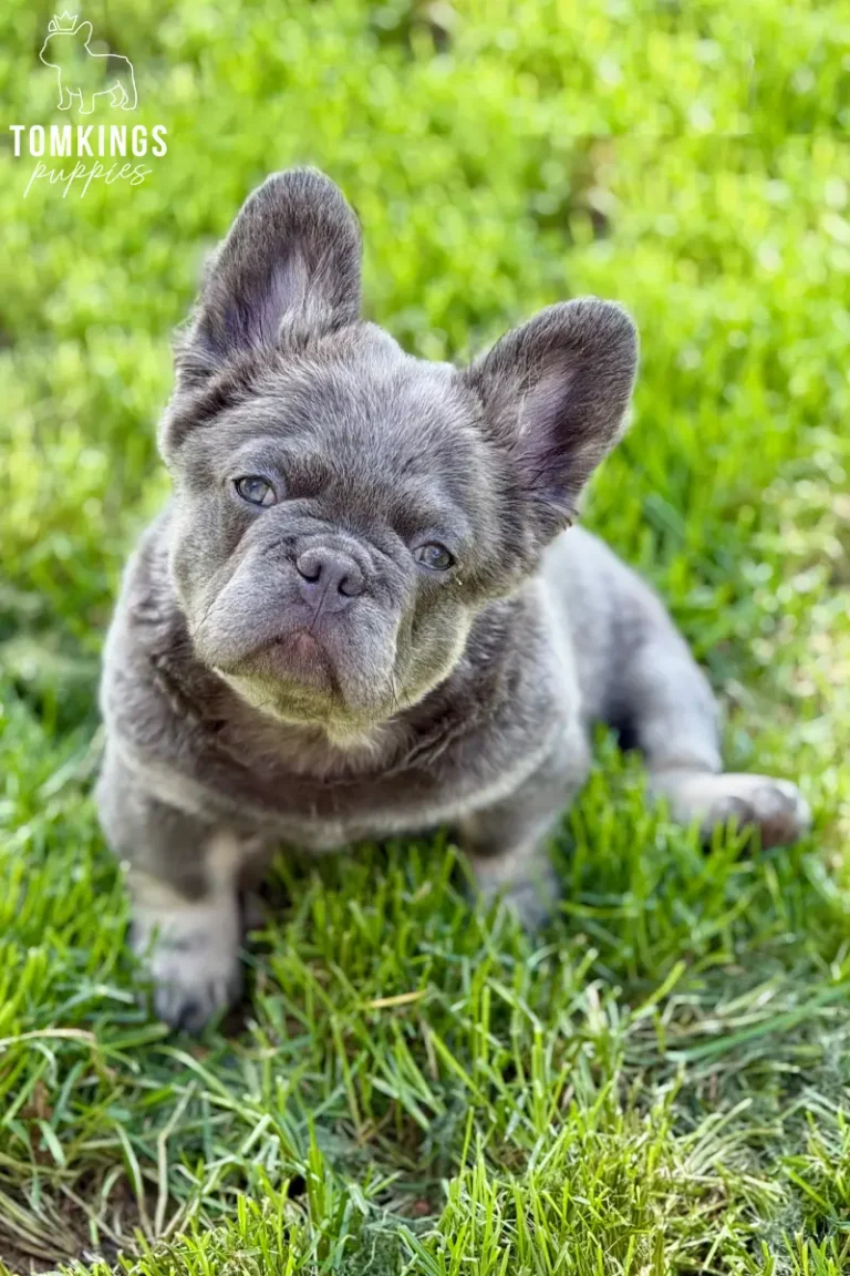Marigold, a lilac and tan fluffy French Bulldog girl, tilting her head while sitting in green grass.