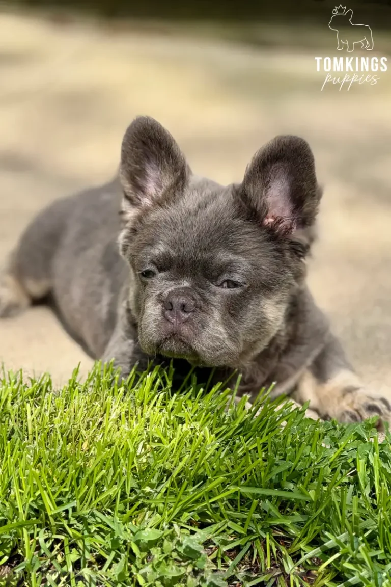 Marigold, a lilac and tan fluffy French Bulldog girl, lying low in the grass outdoors.