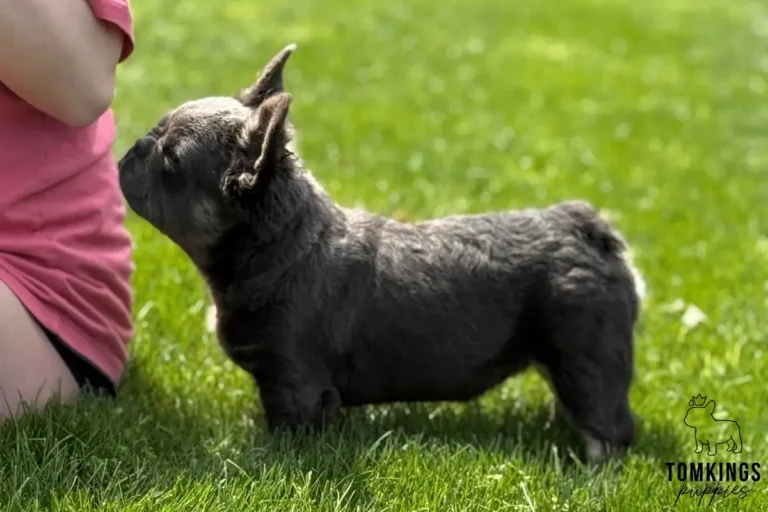 Marigold, a blue fluffy French Bulldog girl, standing in profile on grass beside a person outdoors.