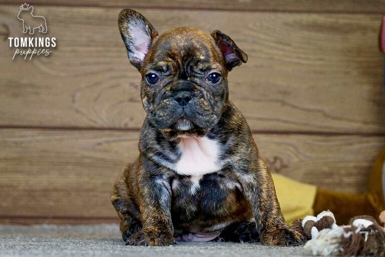 Dorian, a brindle French Bulldog boy, standing indoors beside plush toys.