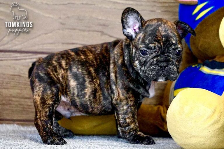 Dorian, a brindle French Bulldog boy, sitting indoors and looking to the side.