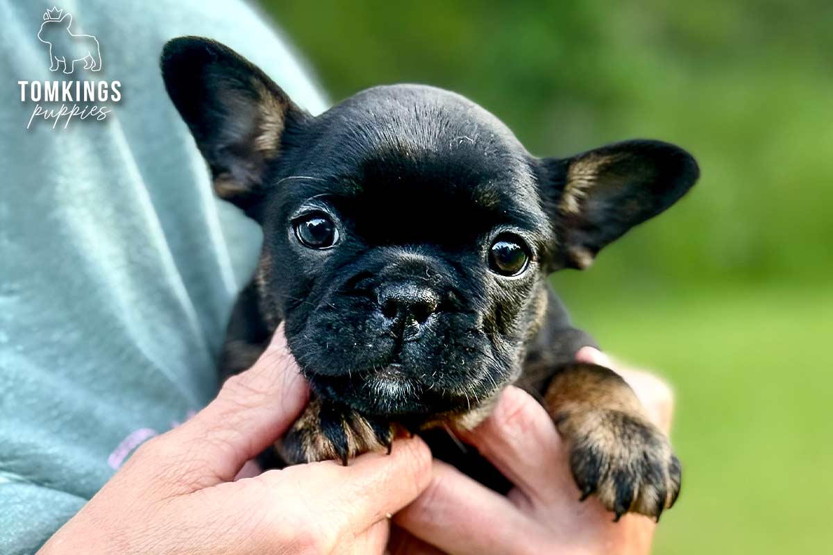 Dolly, the Snuggle Dumpling