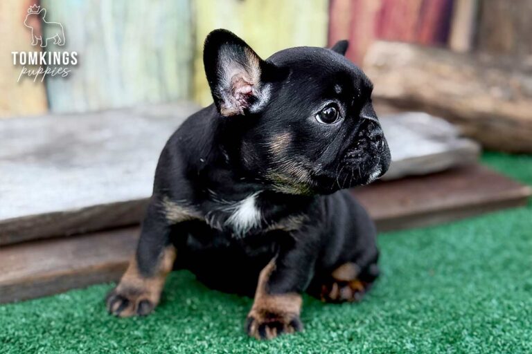 Dolly, a black and tan French Bulldog girl, sitting on green turf and looking to the side in an outdoor setting.