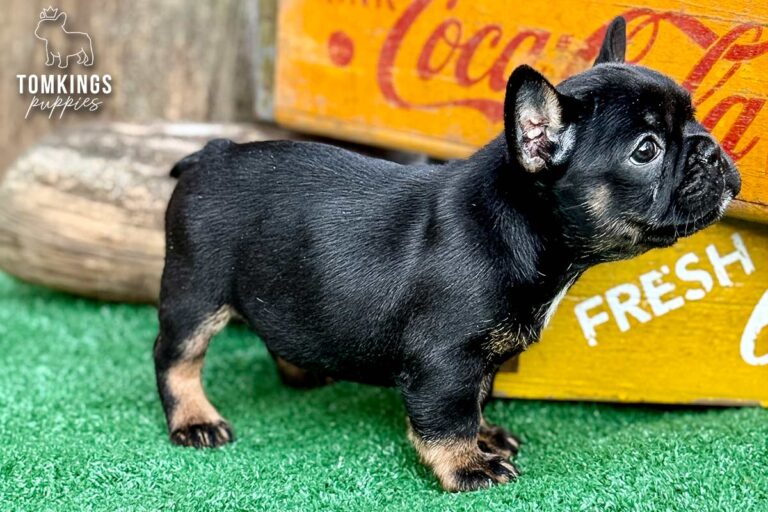 Dolly, a black and tan French Bulldog girl, standing in side profile on green turf beside a vintage yellow crate.