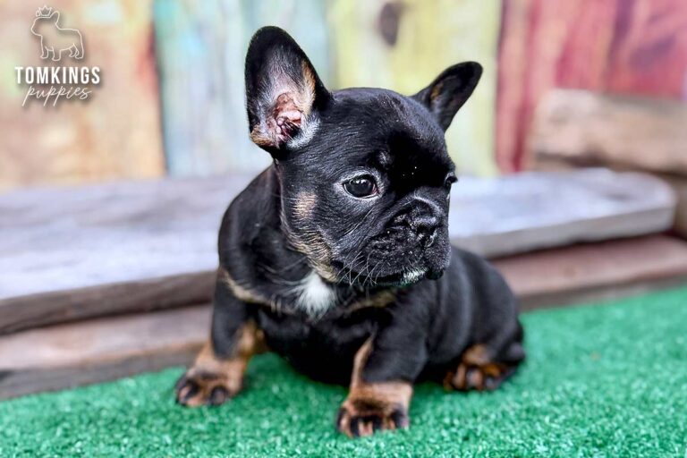 Dolly, a black and tan French Bulldog girl, sitting outdoors on green turf in a rustic puppy portrait.