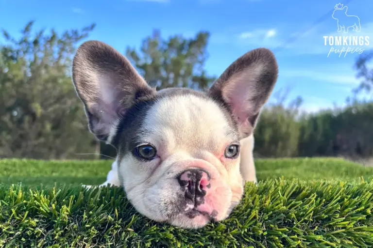 Elyra, a blue pied French Bulldog girl, lying on bright green grass under a blue sky.