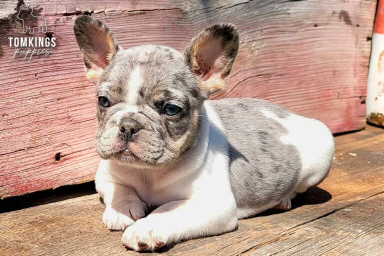 Gigi, a blue merle pied French Bulldog girl, lying outdoors on a wooden platform in bright sunlight.