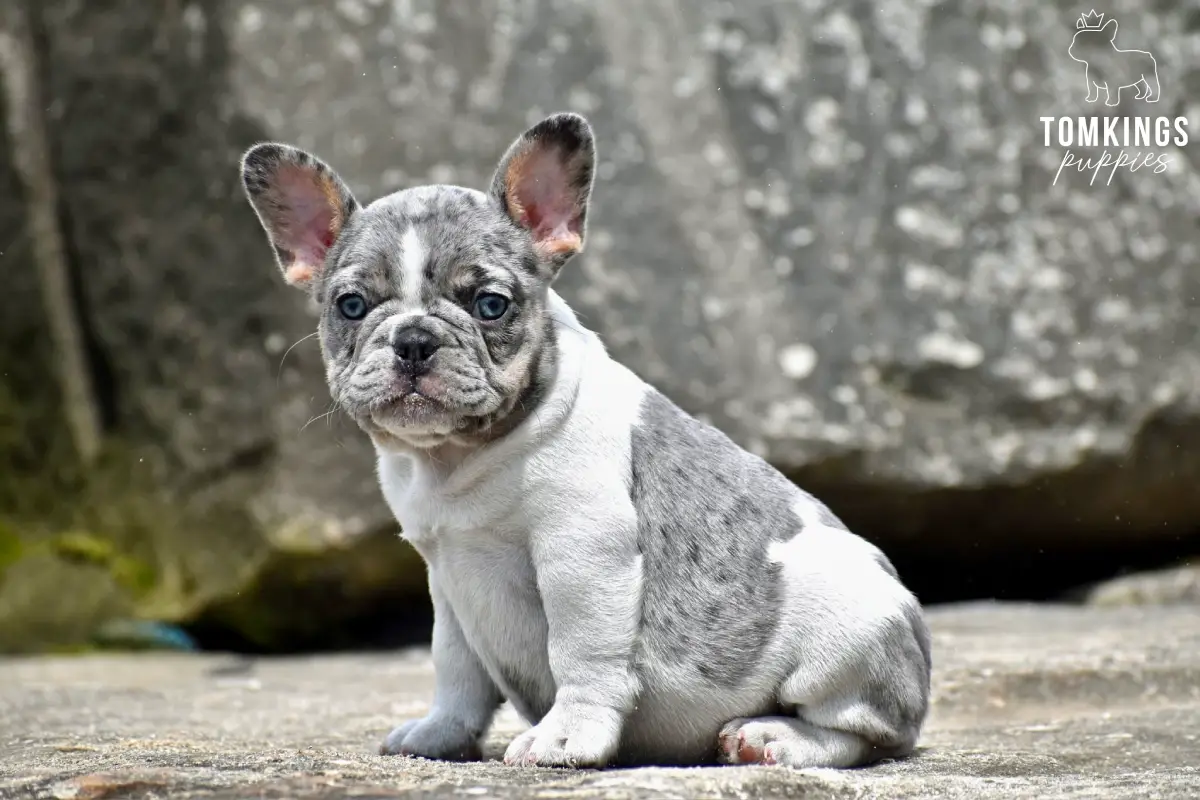 Gigi, the Pocket-Sized Charmer