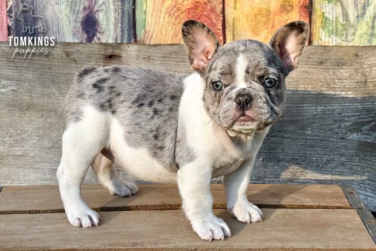 Gigi, a blue merle pied French Bulldog girl, standing outdoors and looking at the camera with a colorful wooden backdrop.