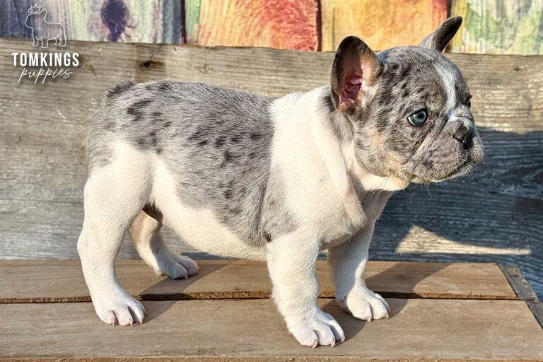 Gigi, a blue merle pied French Bulldog girl, standing in side profile outdoors on a wooden platform.