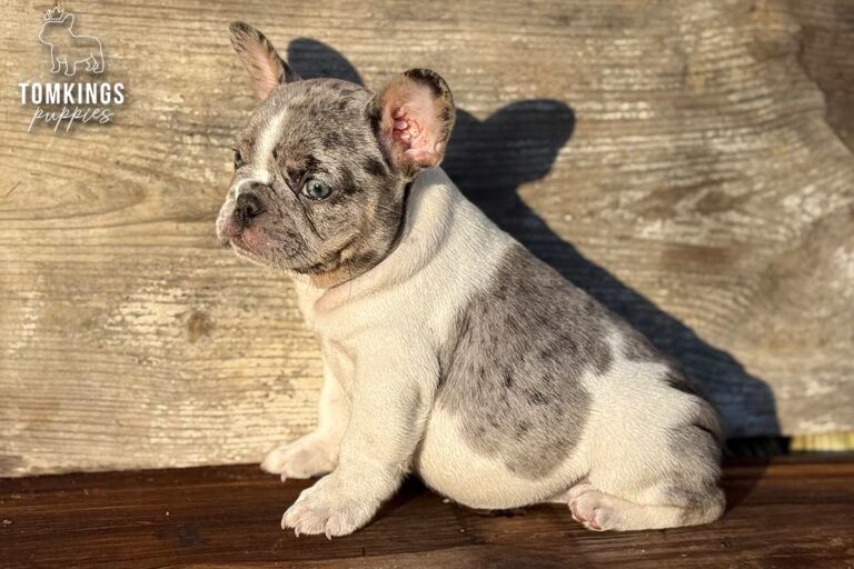 Gigi, a blue merle pied French Bulldog girl, sitting outdoors in warm sunlight against a wooden background.