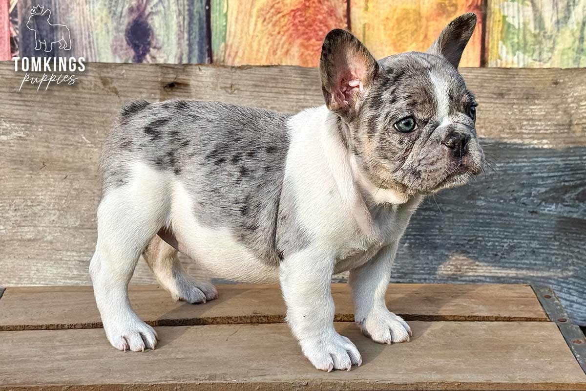 Gigi, the Pocket-Sized Charmer
