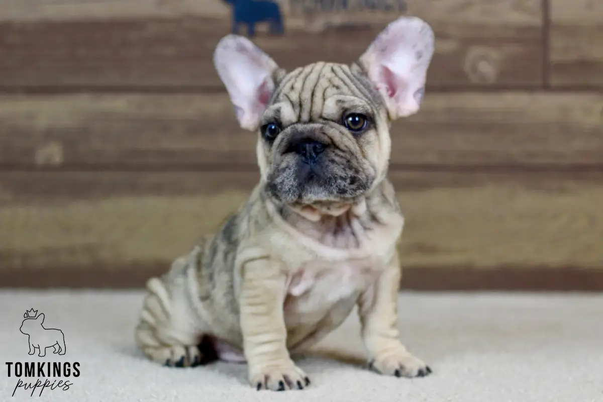 Horace, the Wrinkled Wonderboy