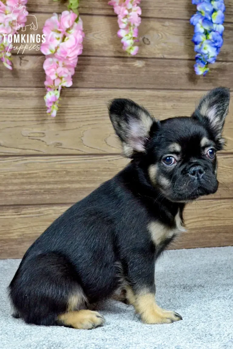 Kayce, a black and tan fluffy French Bulldog boy, lying beside a red heart-shaped gift box indoors.