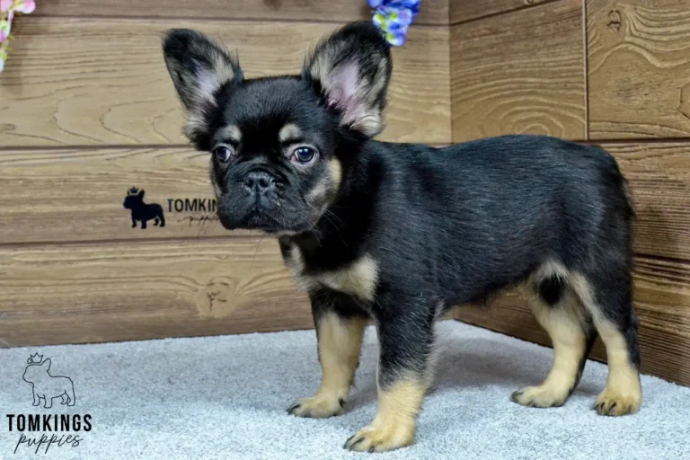 Kayce, a black and tan fluffy French Bulldog boy, standing indoors on a soft carpet in front of a wooden wall.