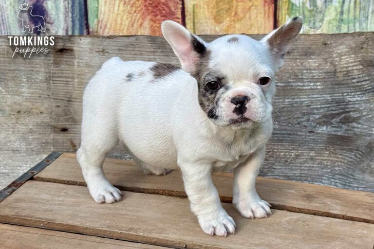 Olive, a blue merle pied French Bulldog girl, standing on a wooden platform and looking directly at the camera.