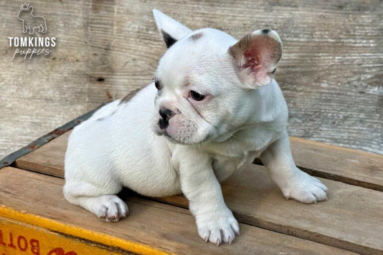 Olive, a blue merle pied French Bulldog girl, sitting on a wooden platform and looking down to the side.