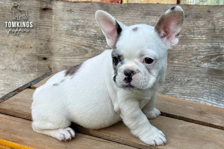 Olive, a blue merle pied French Bulldog girl, sitting on a wooden platform and looking slightly to the side.