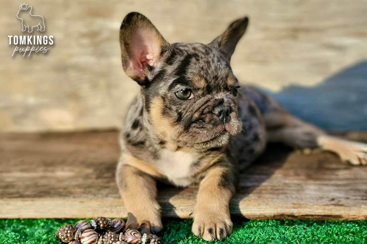 Otis, the Nosy Explorer