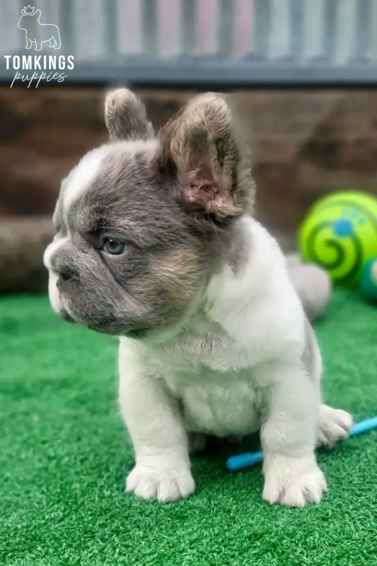Peter, a lilac pied fluffy French Bulldog puppy, sitting on green turf in side profile.