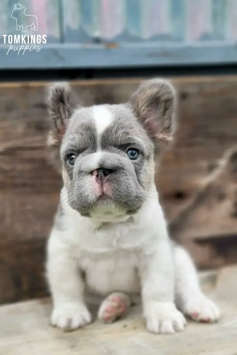 Peter, a lilac pied fluffy French Bulldog puppy, sitting front-facing on a rustic wooden surface.