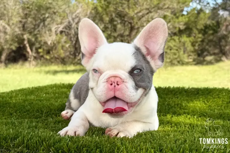 Princeton, a lilac pied koi French Bulldog boy, lying on green turf with his tongue out.