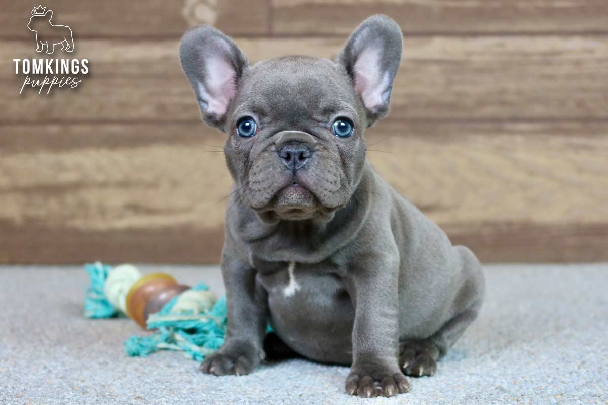 Blue Frenchie Puppy