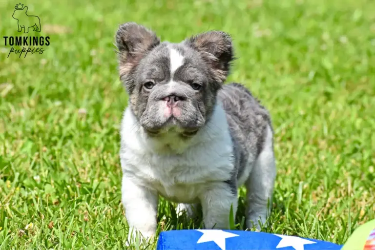 Peter, a blue pied fluffy French Bulldog puppy, standing in green grass outdoors.