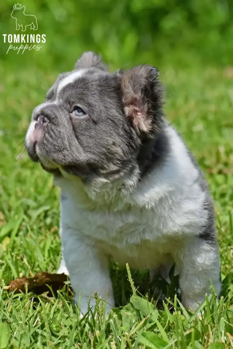 Peter, a blue pied fluffy French Bulldog puppy, standing in grass and looking upward outdoors.