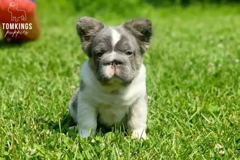 Peter, a blue pied fluffy French Bulldog puppy, sitting in green grass outdoors.