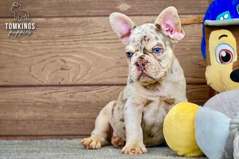 Peyton, an isabella merle and tan French Bulldog boy, sitting indoors beside plush toys with bright blue eyes.