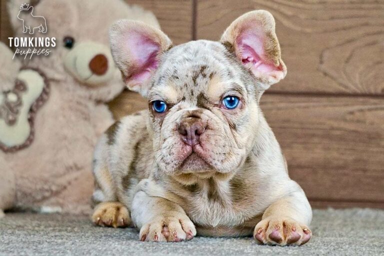 Peyton, an isabella merle and tan French Bulldog boy, lying indoors and looking directly at the camera with blue eyes.