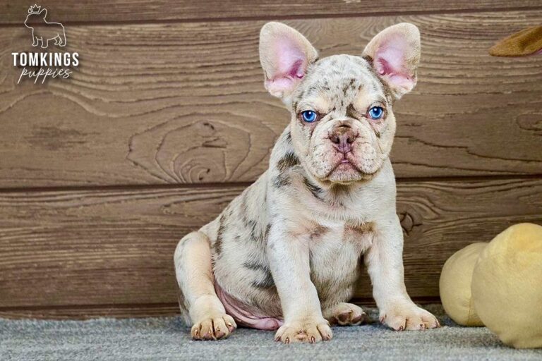 Peyton, an isabella merle and tan French Bulldog boy, lying beside a yellow plush toy with bright blue eyes.
