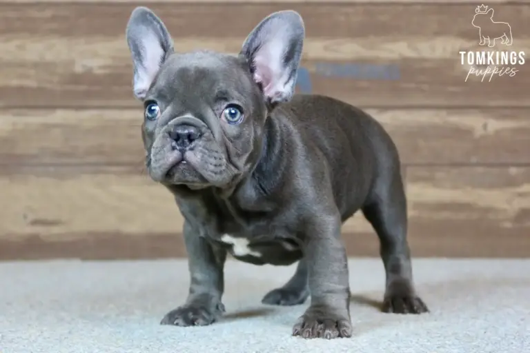 Delphine, a blue French Bulldog puppy, standing indoors against a wooden background.
