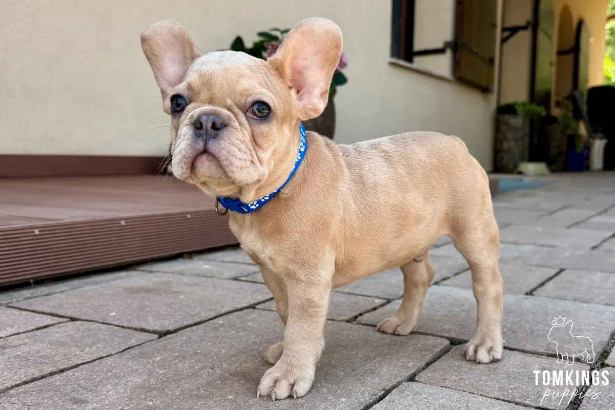 Fergus, the Fantastic