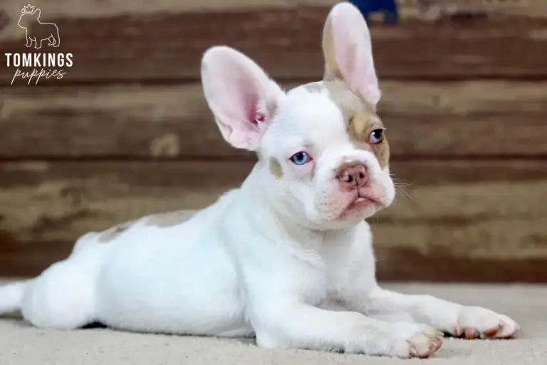Walker, a white and lilac French Bulldog puppy, lying on a light carpet indoors.