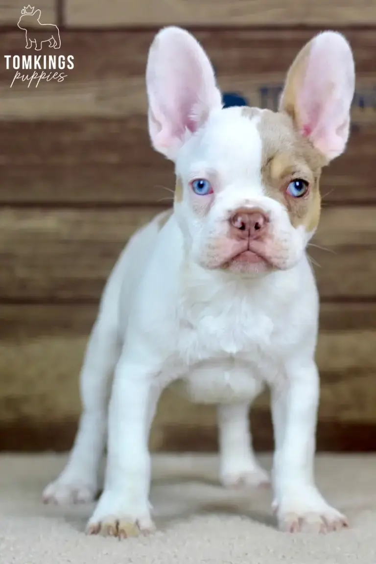 Walker, a white and lilac French Bulldog puppy, standing indoors against a wooden background.