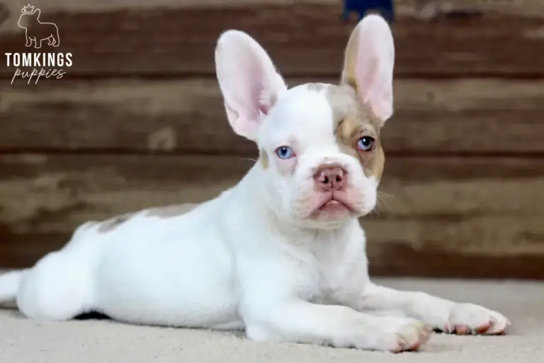Walker, a white and lilac French Bulldog puppy, resting indoors and looking at the camera.