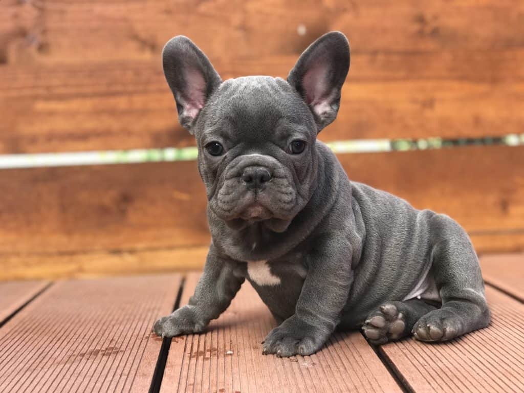 How to select the best training school for your Frenchie - TomKings Blog