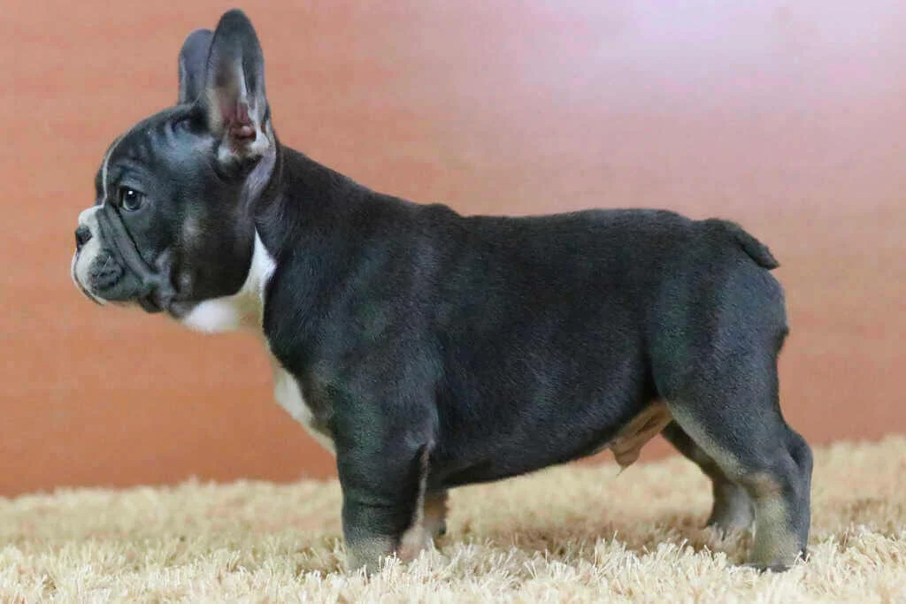 Dark grey French Bulldog puppy standing in side profile
