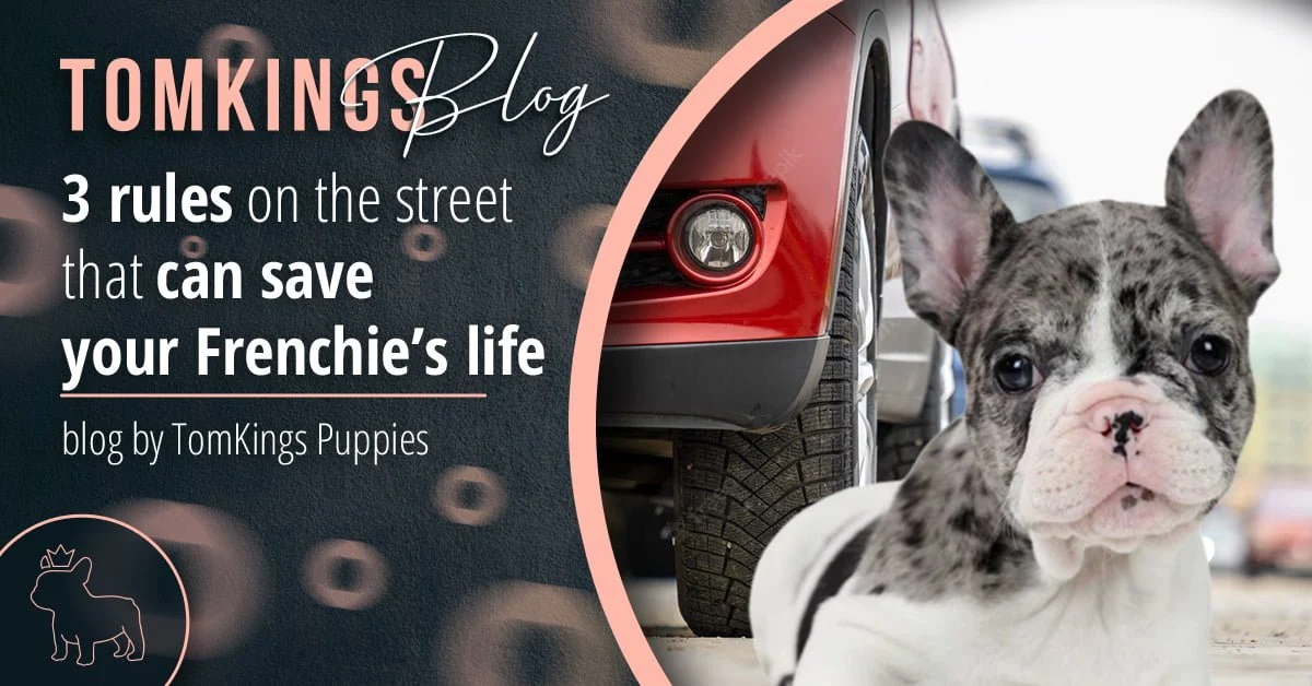 TomKings Blog banner for 3 rules on the street that can save your Frenchie's life