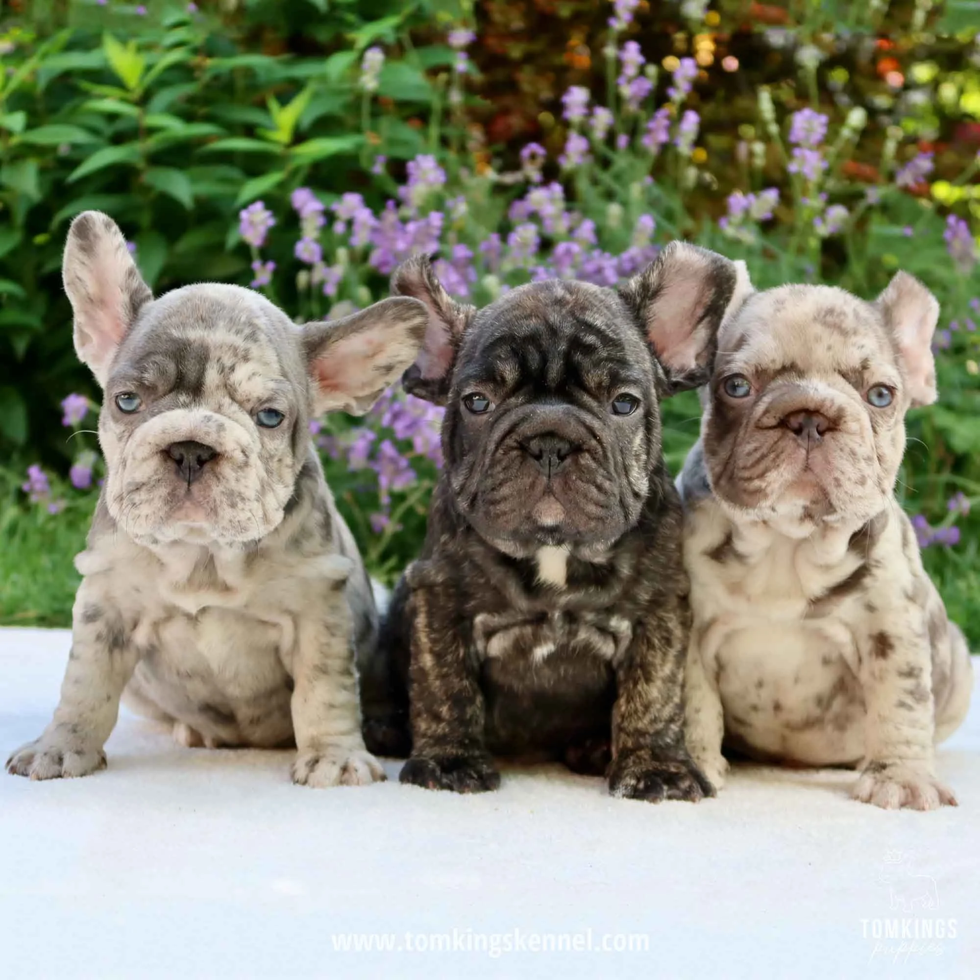Three merle French Bulldog puppies sitting together outdoors in a colorful garden.