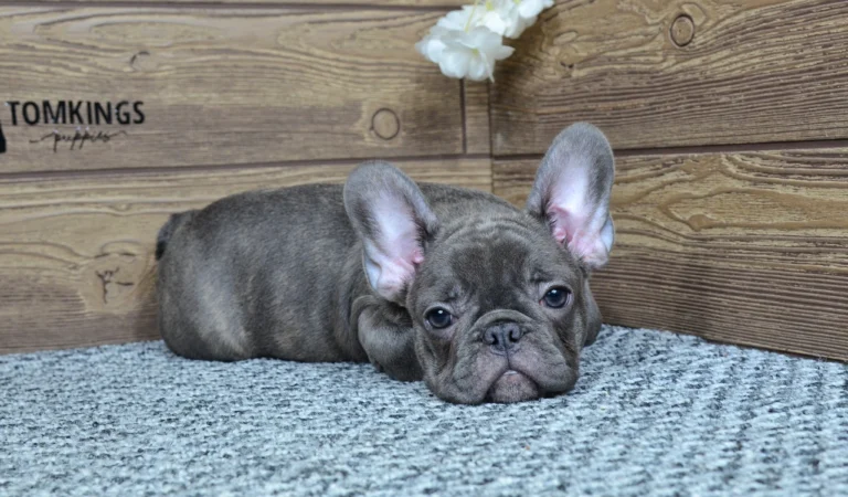 Blue brindle French Bulldog puppy lying on a gray textured carpet in front of a wooden TomKings Puppies backdrop.