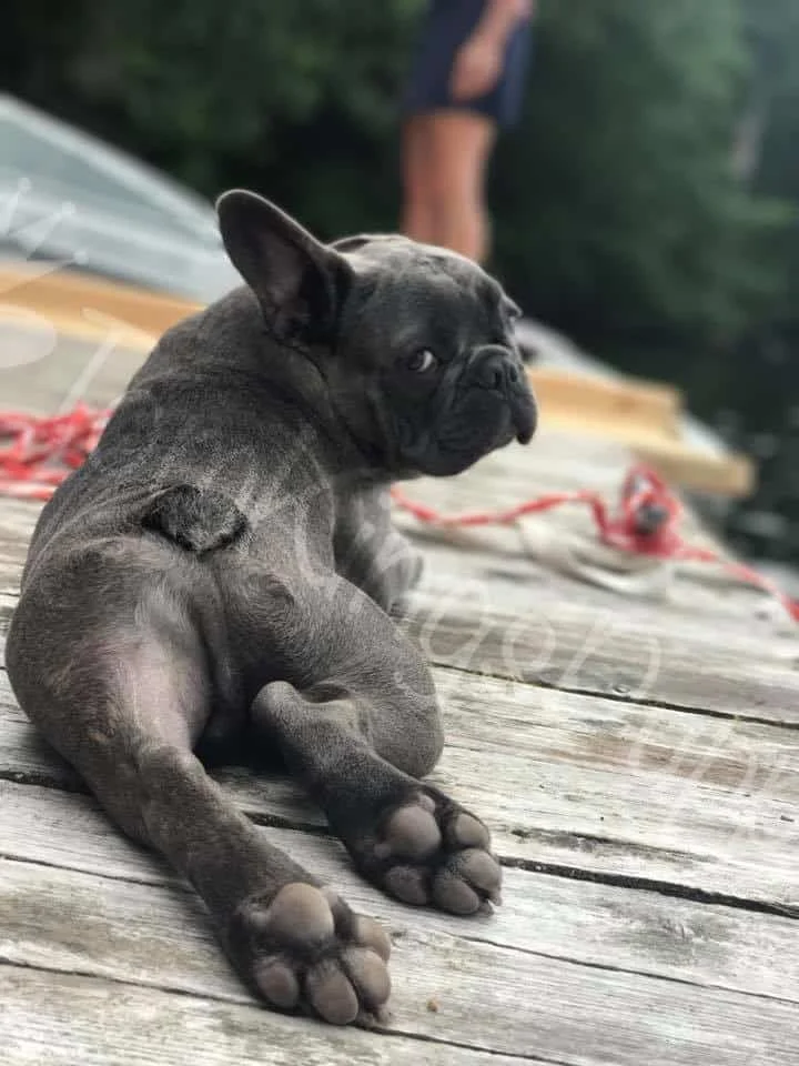 Blue French Bulldog puppy lying on a wooden deck looking back over its shoulder