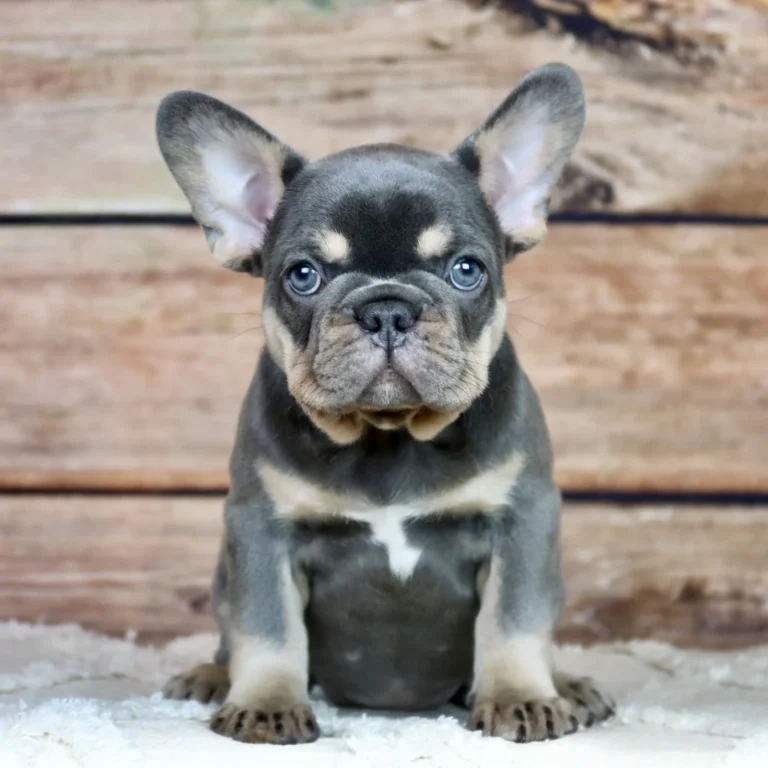 A blue and tan French Bulldog puppy sitting indoors in front of a wooden wall.