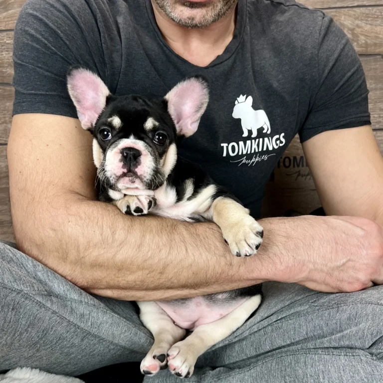 Rayne, a black and tan French Bulldog puppy with white markings, resting comfortably in a person's arms.