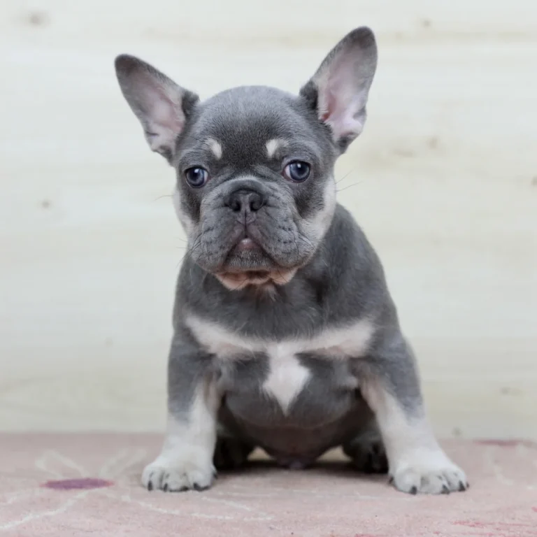 Lilac and tan French Bulldog puppy sitting and facing the camera.