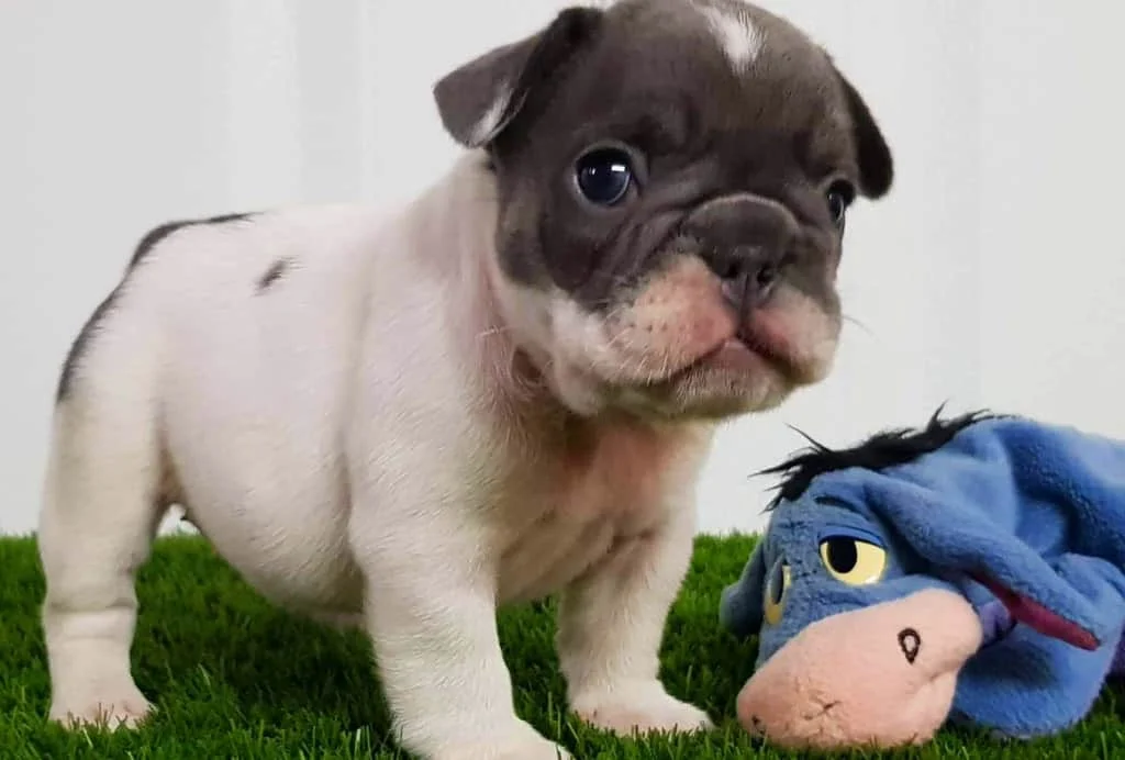 White and grey French Bulldog puppy standing next to a stuffed toy